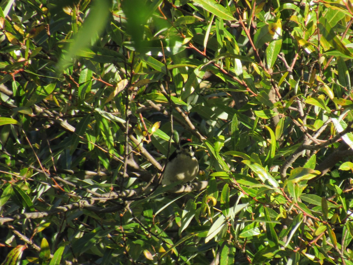 Downy Woodpecker - ML178407071