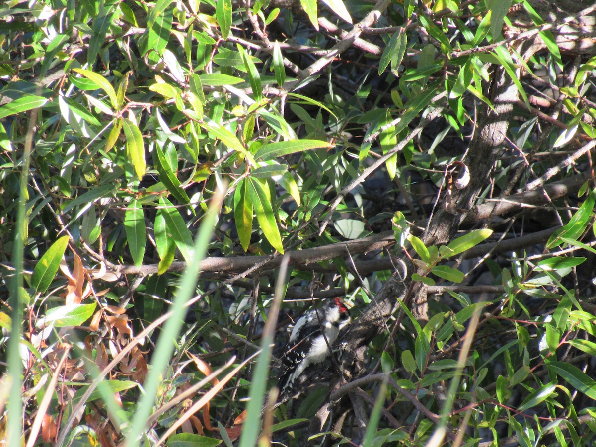 Downy Woodpecker - ML178407091
