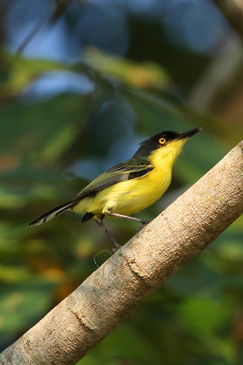 Common Tody-Flycatcher - ML178407911