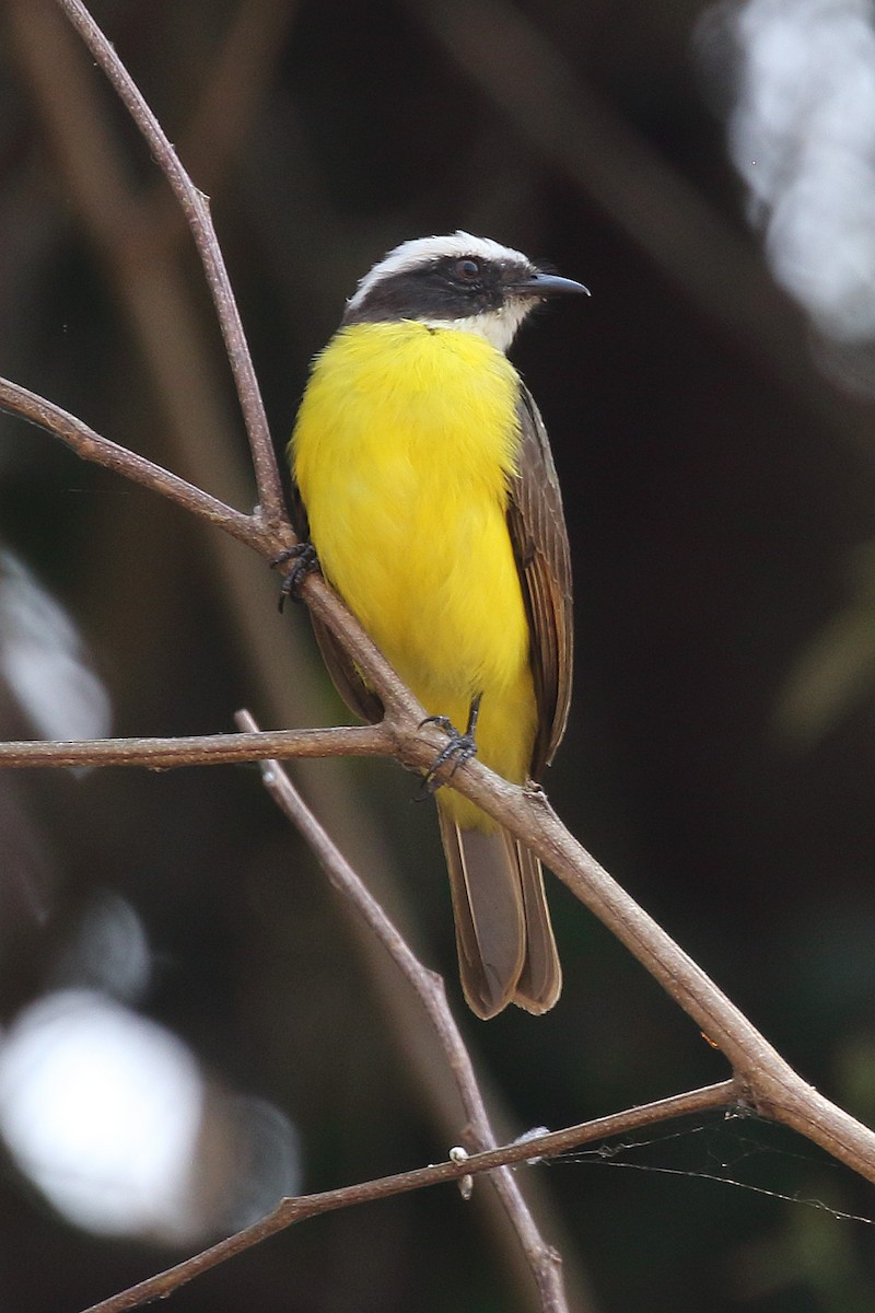 Rusty-margined Flycatcher - Dan Vickers