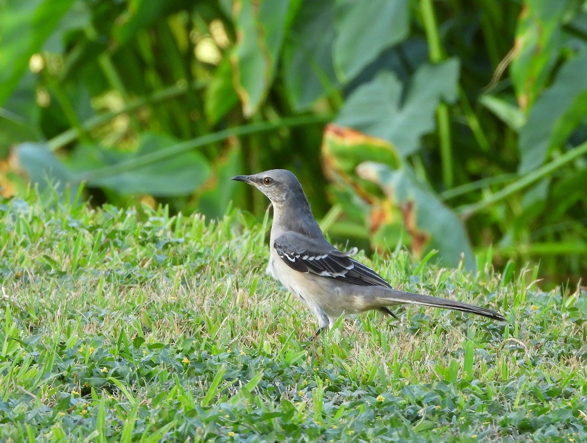 Northern Mockingbird - ML178409351