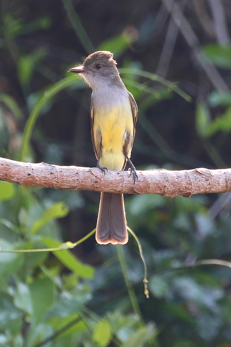 Short-crested Flycatcher - ML178409791