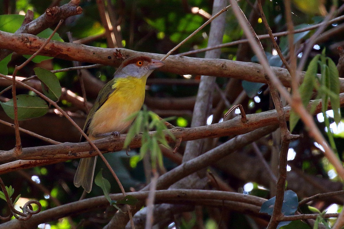 Vireón Cejirrufo (ochrocephala) - ML178409841