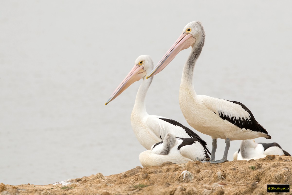 Australian Pelican - ML178409851