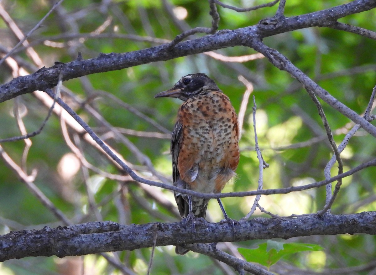 American Robin - ML178409881