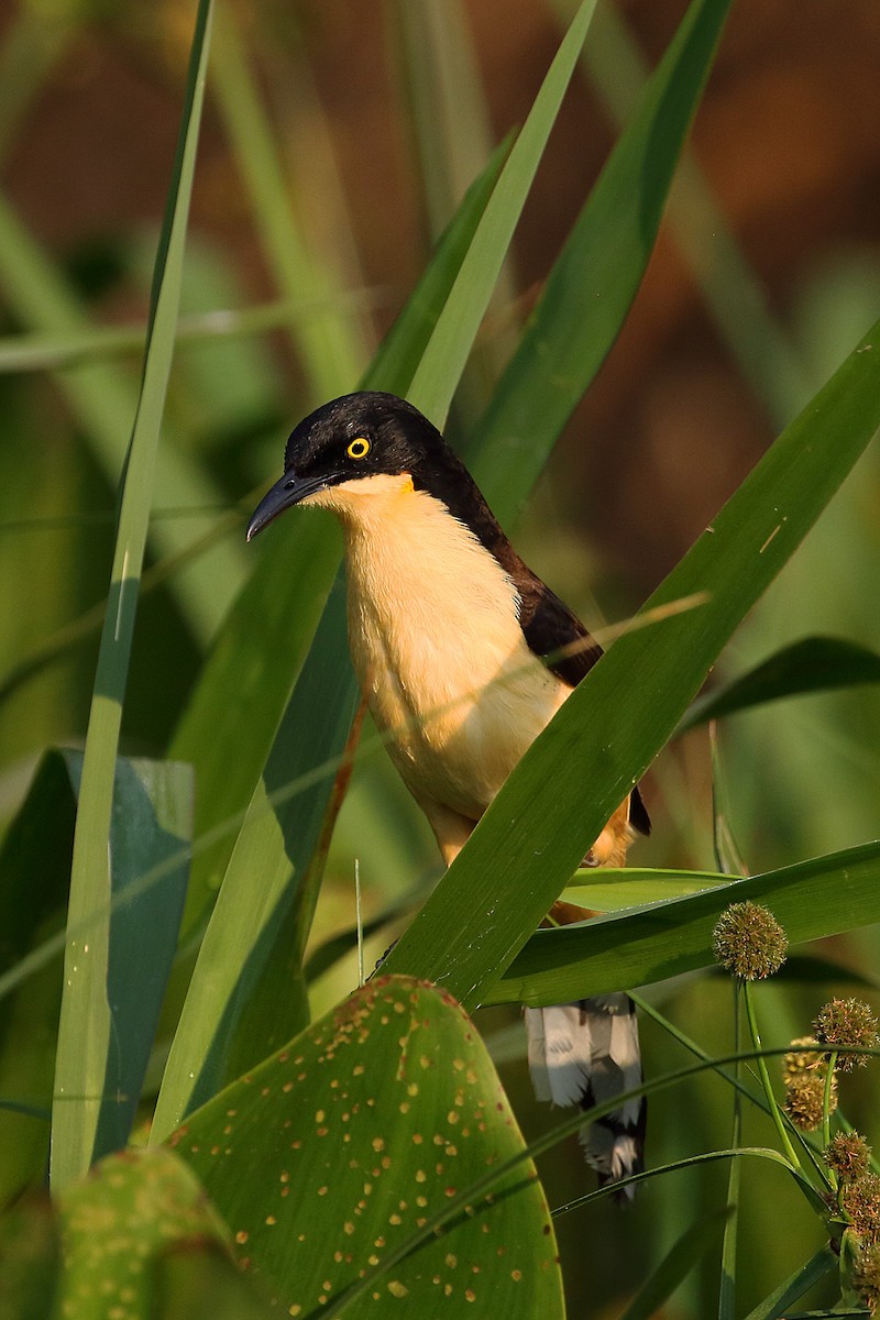 Black-capped Donacobius - ML178410011