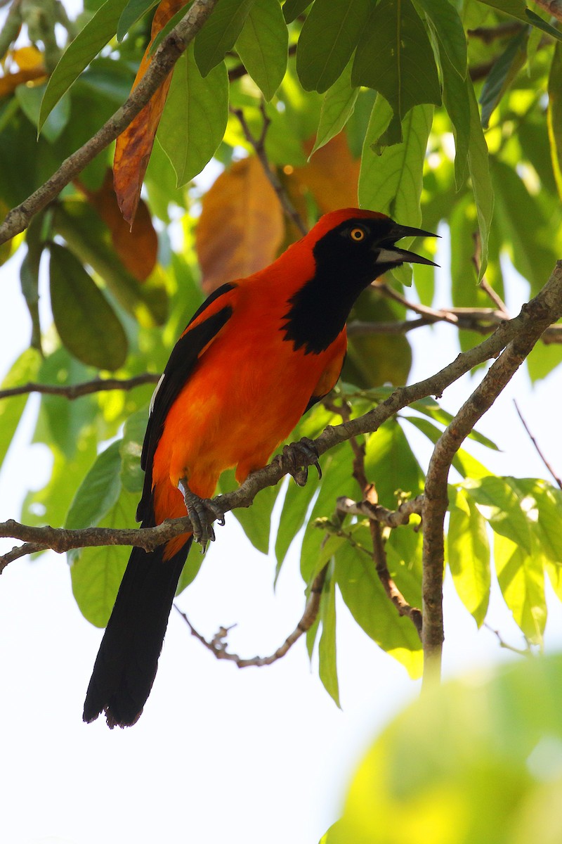 Orange-backed Troupial - ML178410261