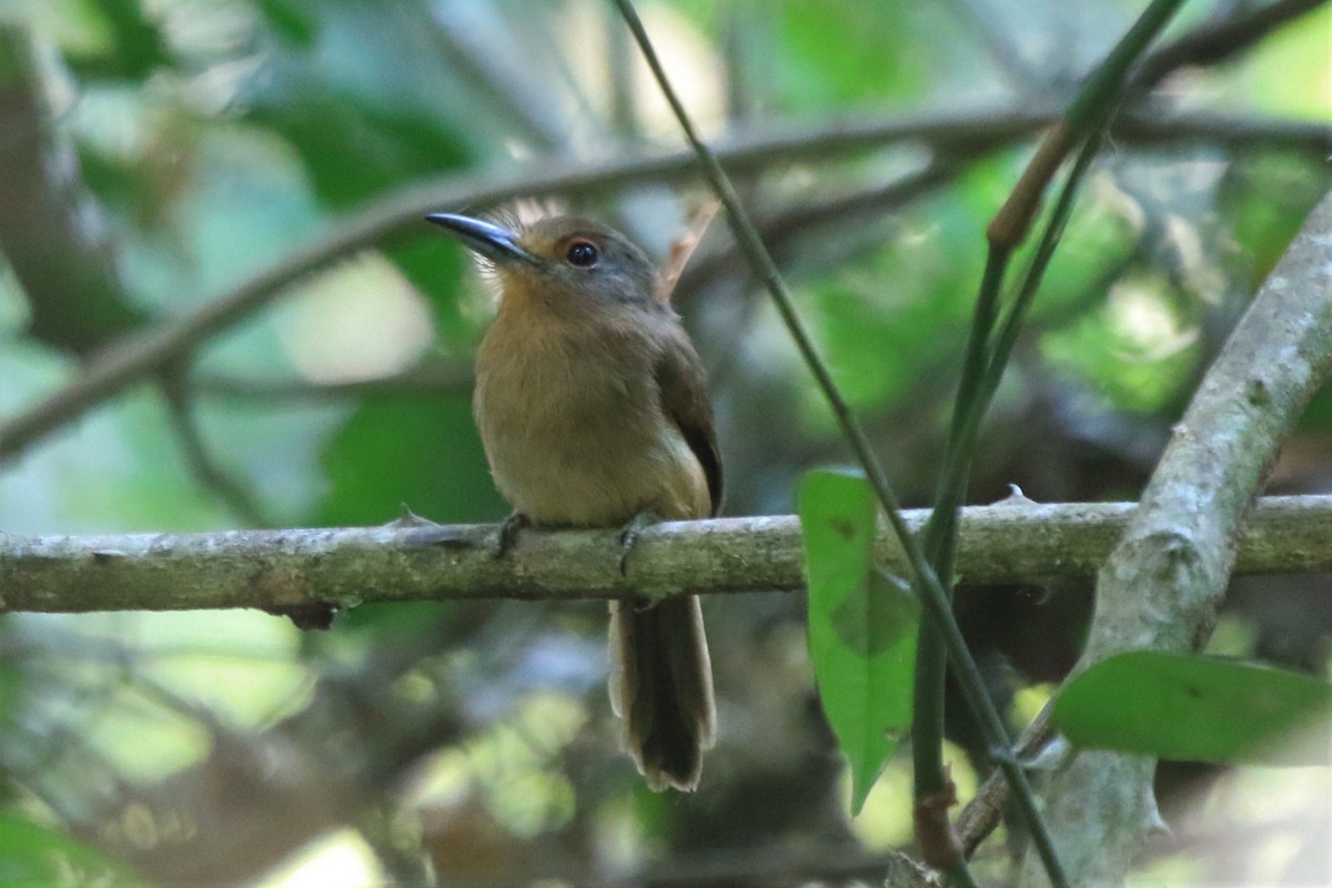 Fulvous-chinned Nunlet - Fabio Olmos