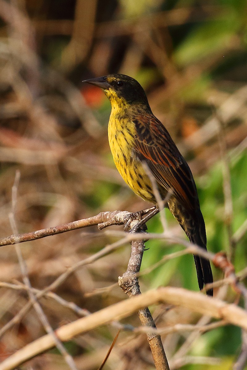 Unicolored Blackbird - ML178410351