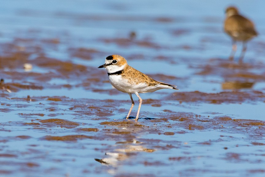 Collared Plover - Richard Lakhan
