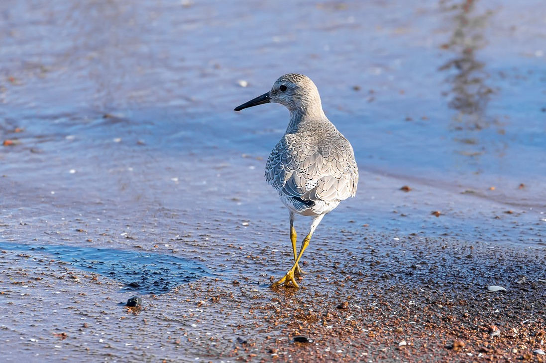 Red Knot - ML178410831