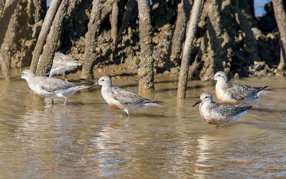 Red Knot - ML178410861