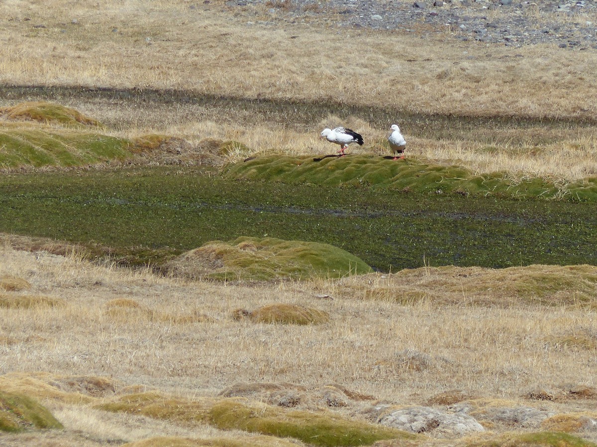 Andean Goose - ML178411021