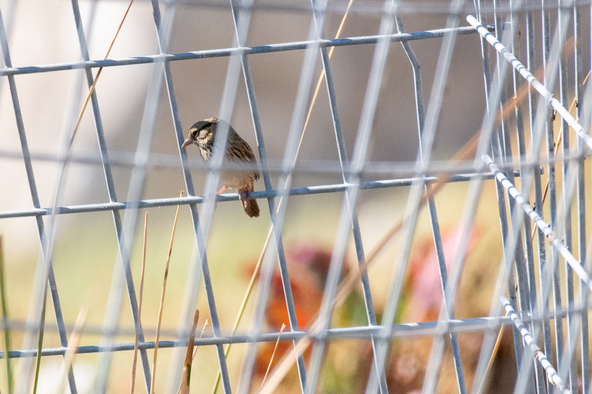 Lincoln's Sparrow - ML178414451