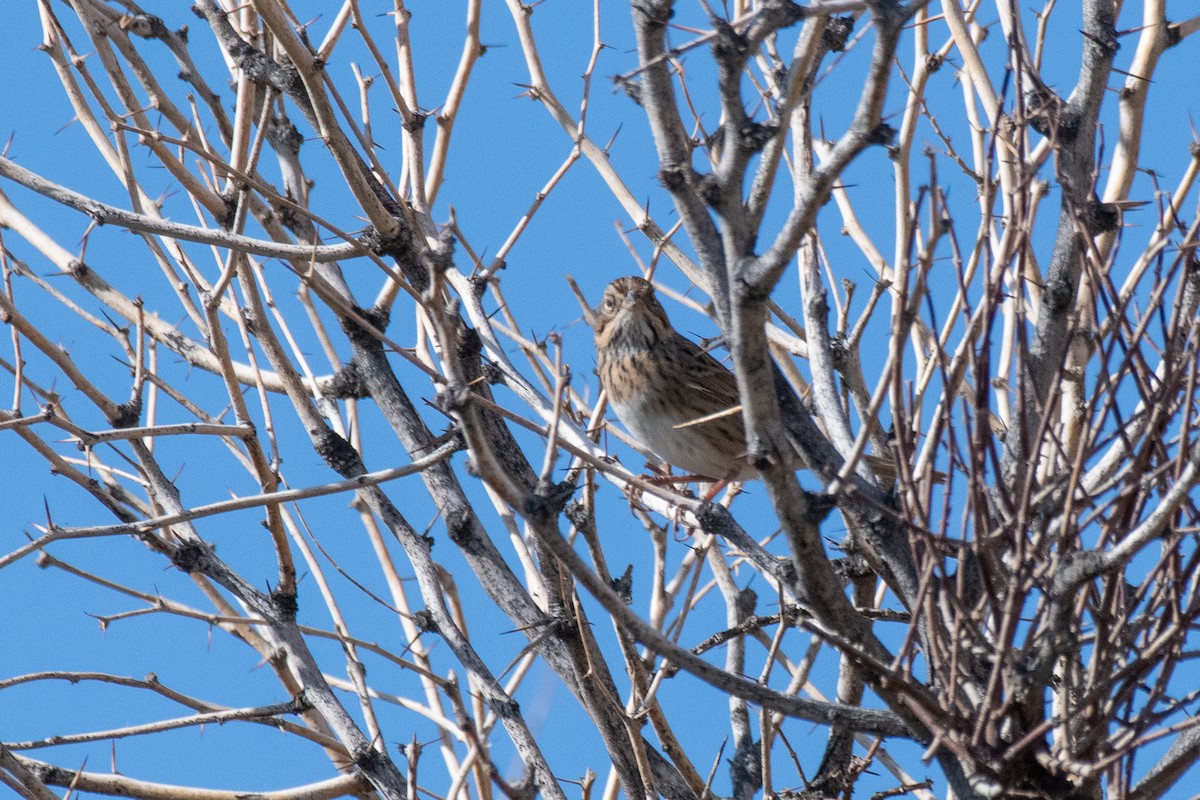 Lincoln's Sparrow - ML178414471