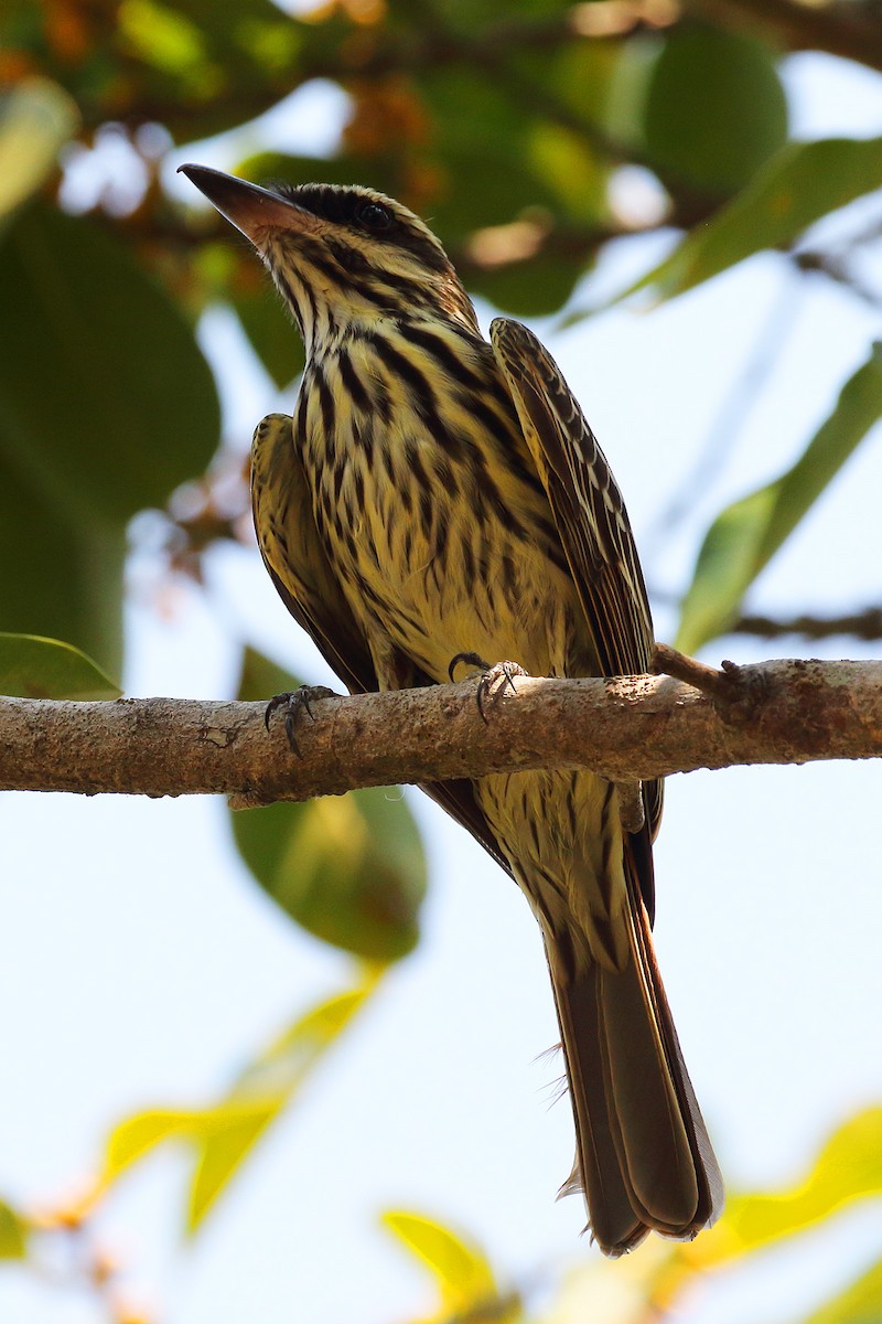 Streaked Flycatcher - ML178414981