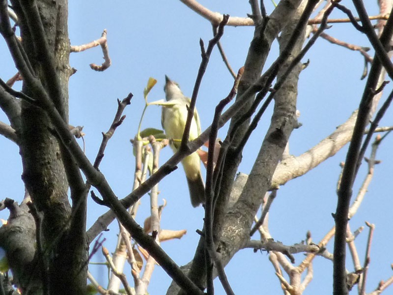 Cassin's Kingbird - ML178415221