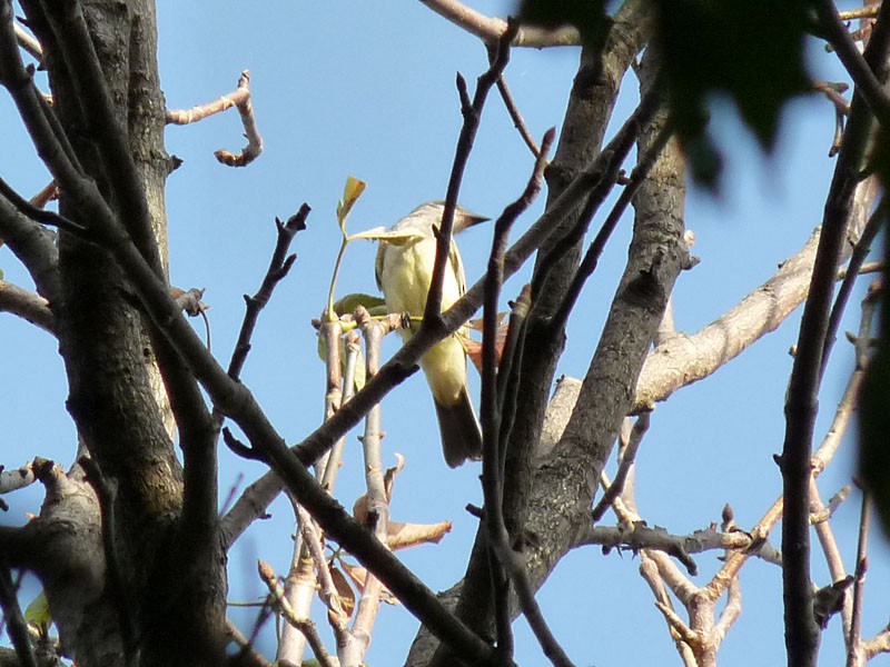 Cassin's Kingbird - Robert Hughes