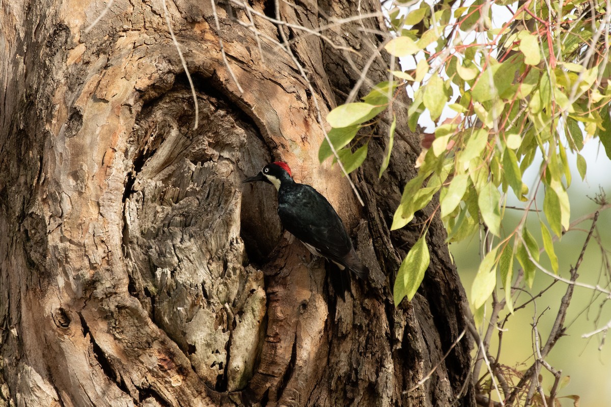 Acorn Woodpecker - ML178417651