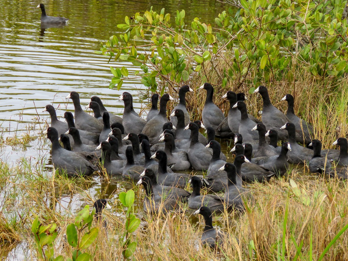 American Coot - ML178420141