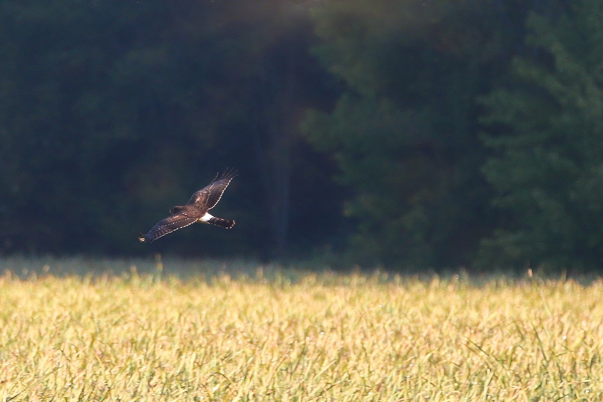 Northern Harrier - Myles Stokowski