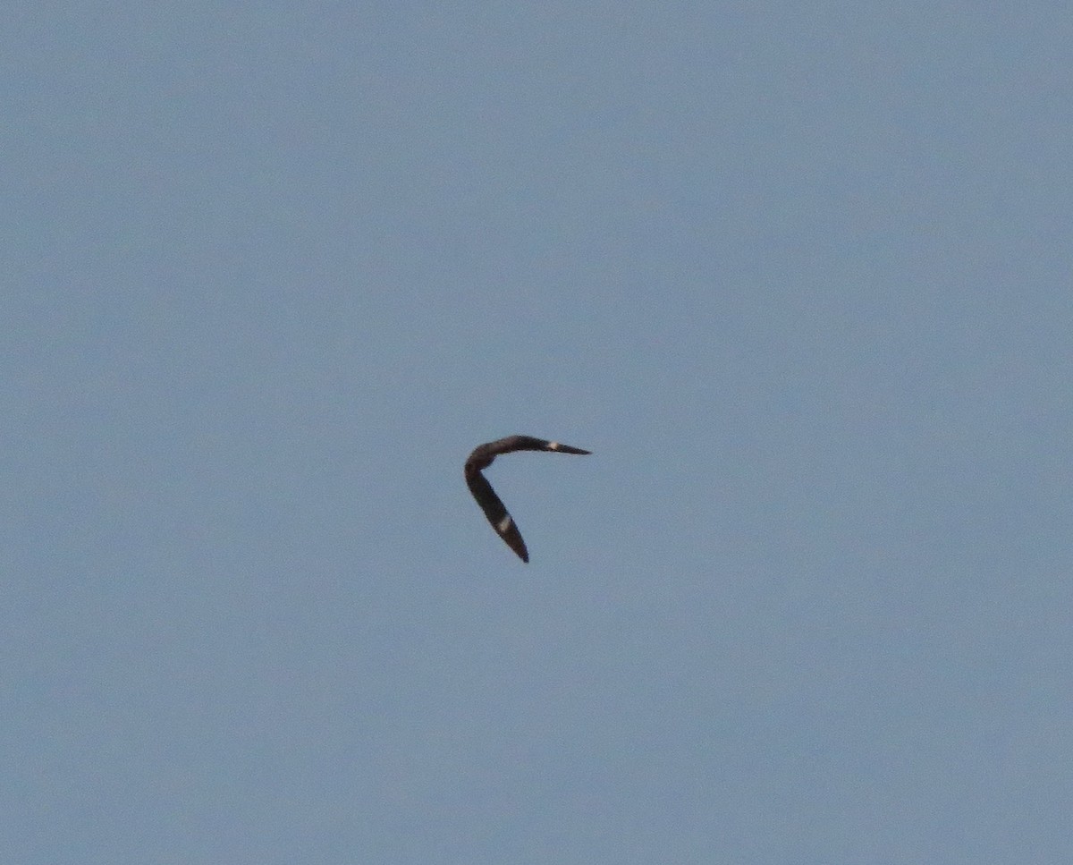 Common Nighthawk - Patrice Domeischel