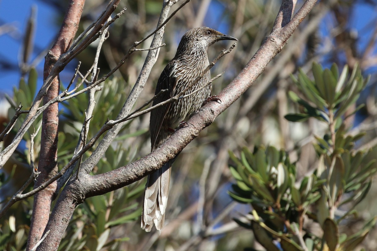 Little Wattlebird - ML178428631