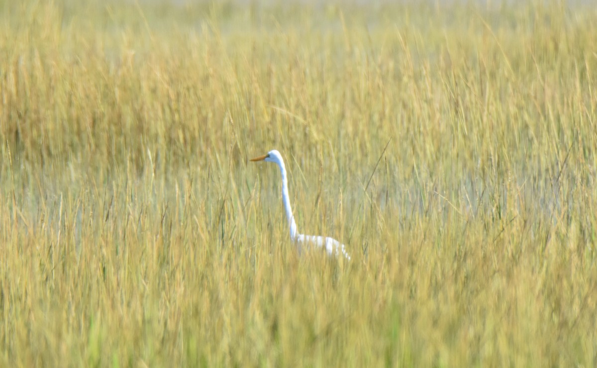 Great Egret - ML178429311