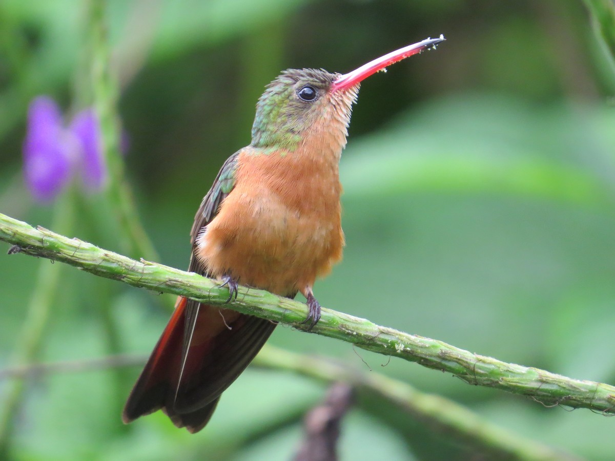 kolibřík ryšavý - ML178429381