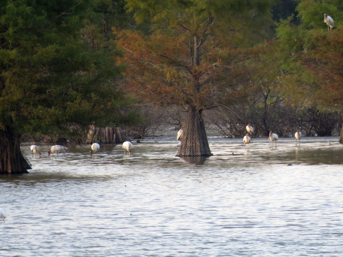 Wood Stork - ML178429671
