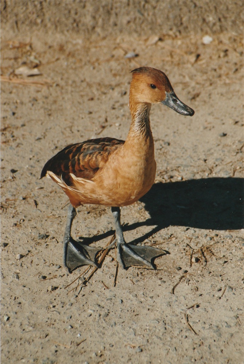 Fulvous Whistling-Duck - ML178430371