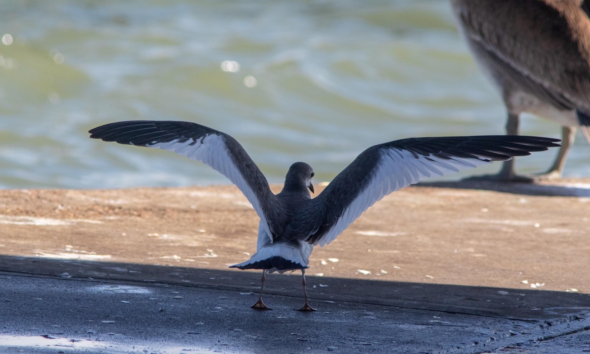 Sabine's Gull - Skip Cantrell