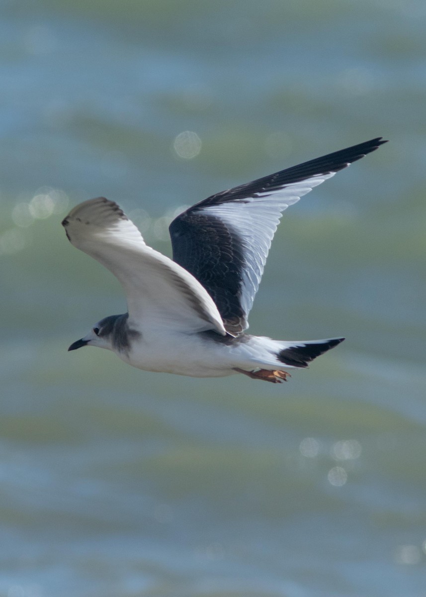 Sabine's Gull - Skip Cantrell