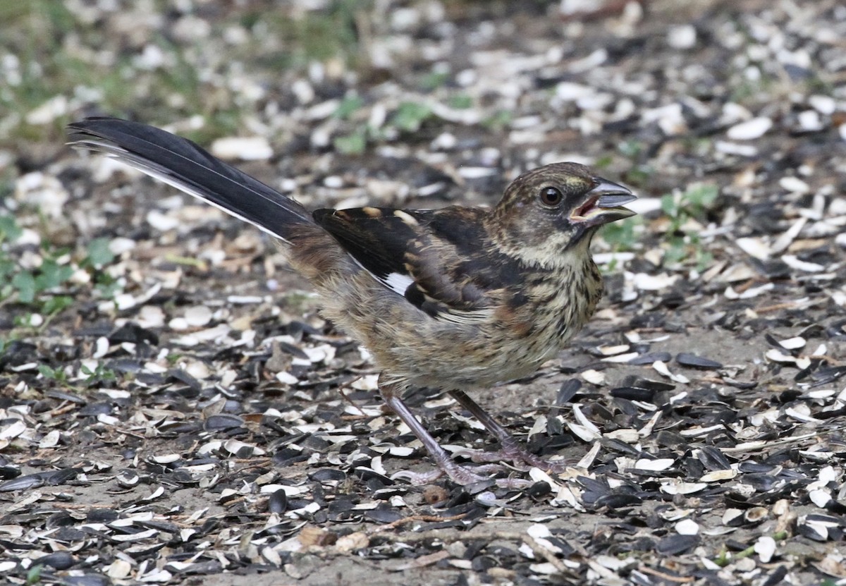 Eastern Towhee (Red-eyed) - ML178431881