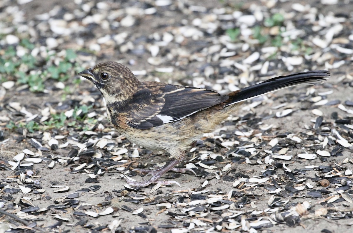 Eastern Towhee (Red-eyed) - Bert Fisher