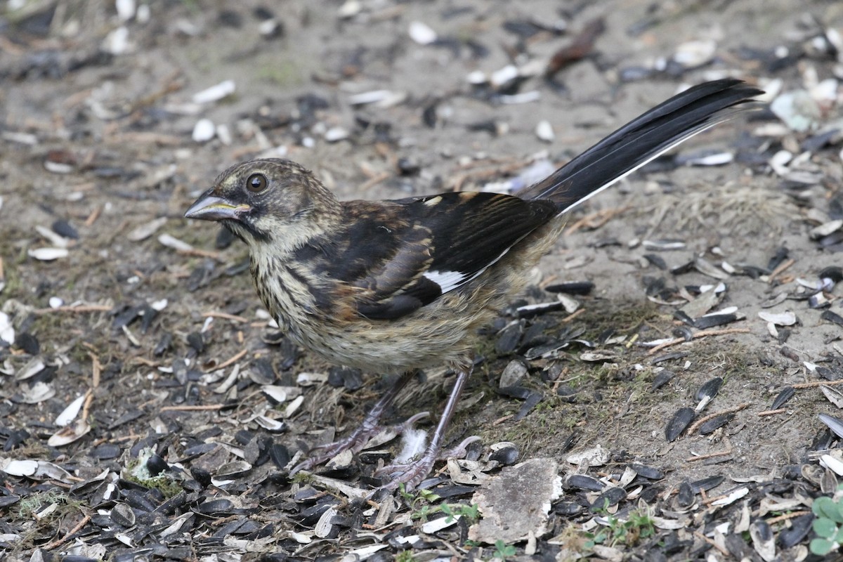 Eastern Towhee (Red-eyed) - Bert Fisher