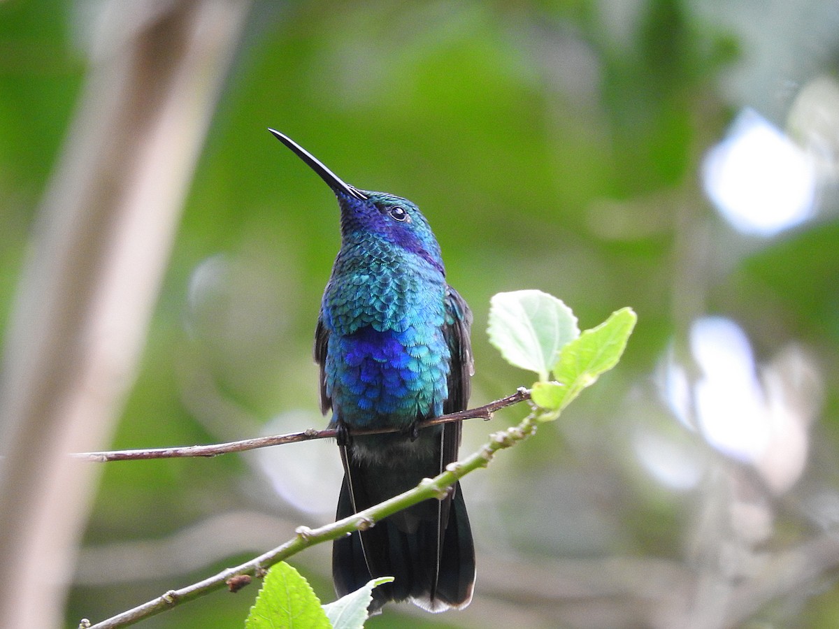 kolibřík modrolící - ML178435571