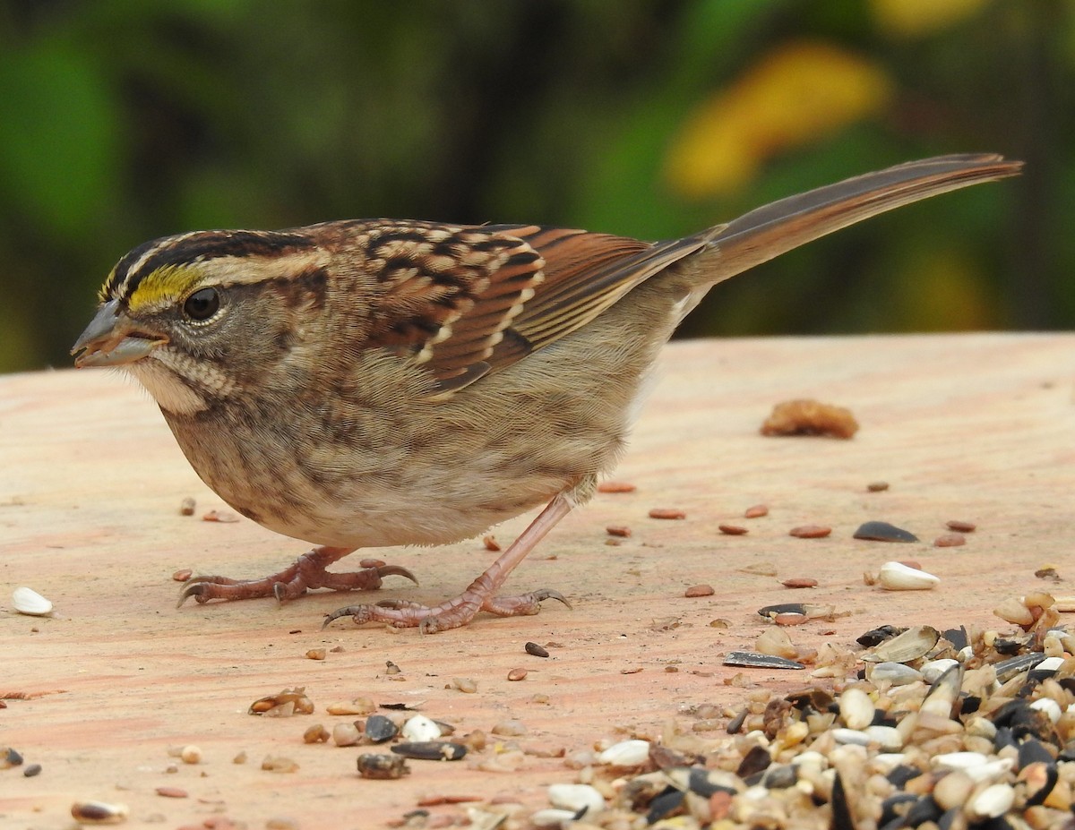 White-throated Sparrow - Matthew Thompson