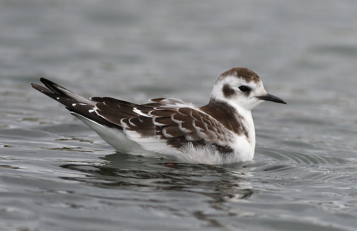 Little Gull - Woody Gillies
