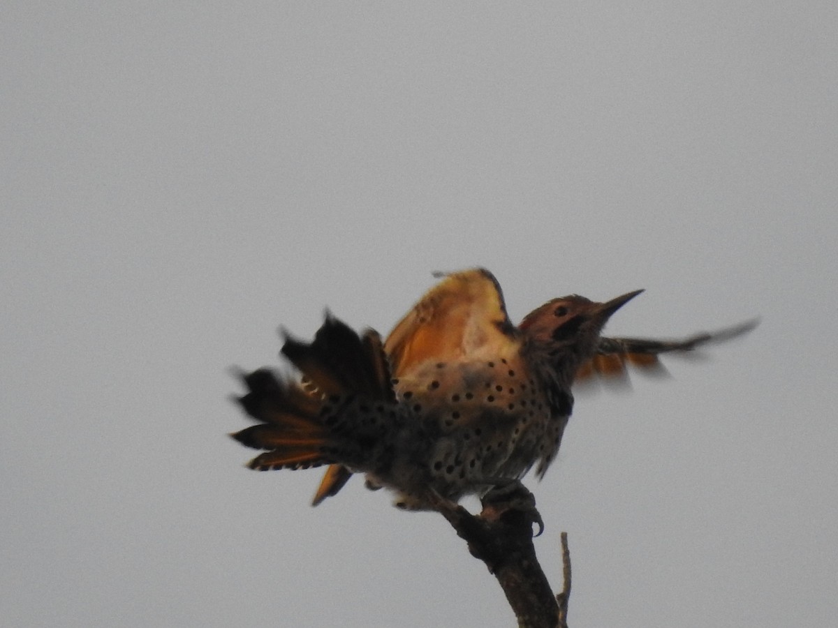 Northern Flicker - ML178439561