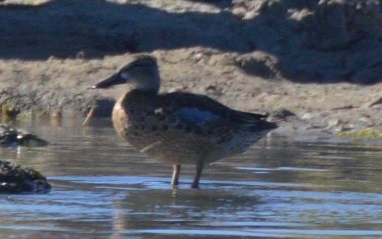 Blue-winged Teal - ML178441641