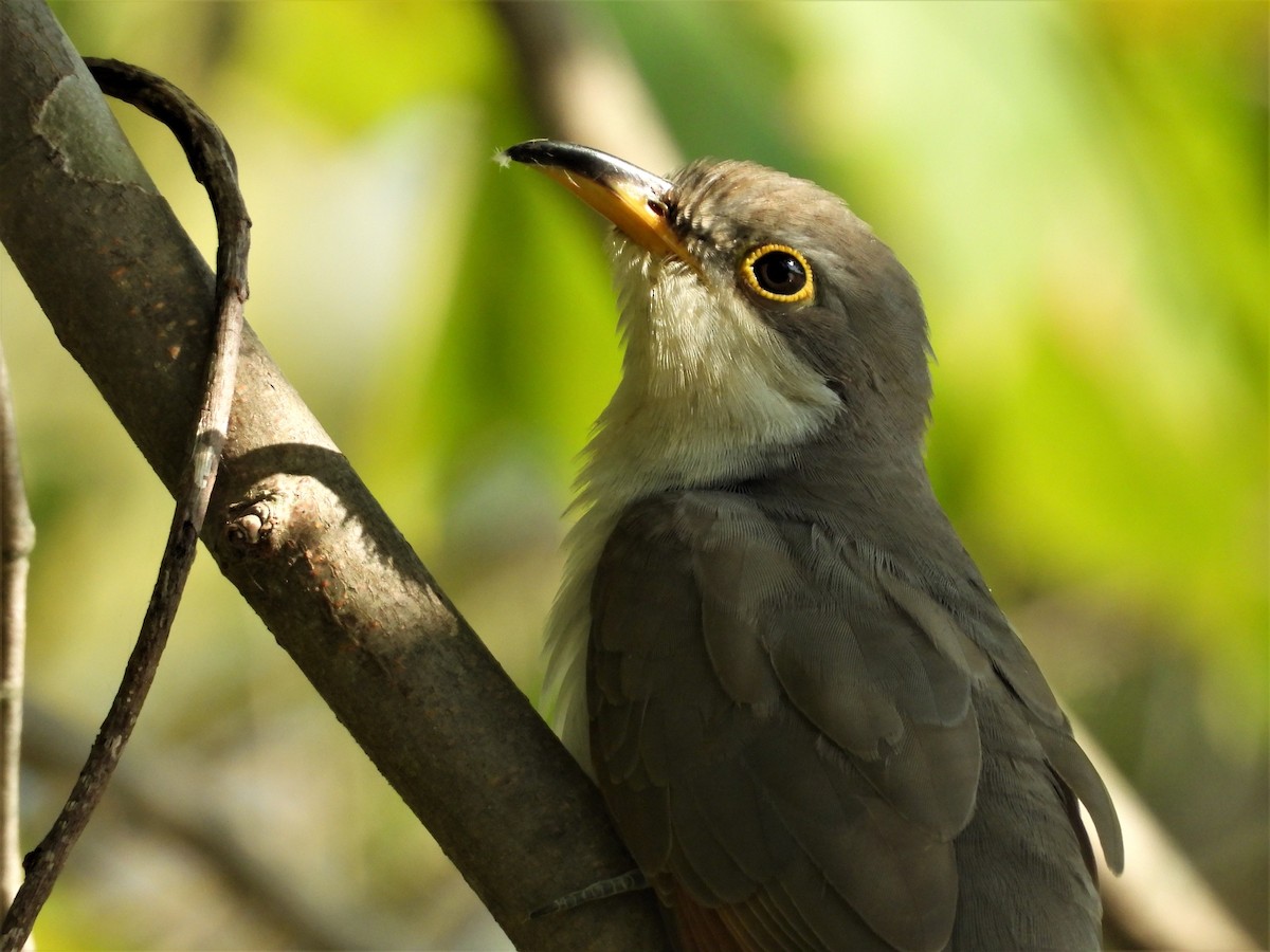 Yellow-billed Cuckoo - JamEs ParRis