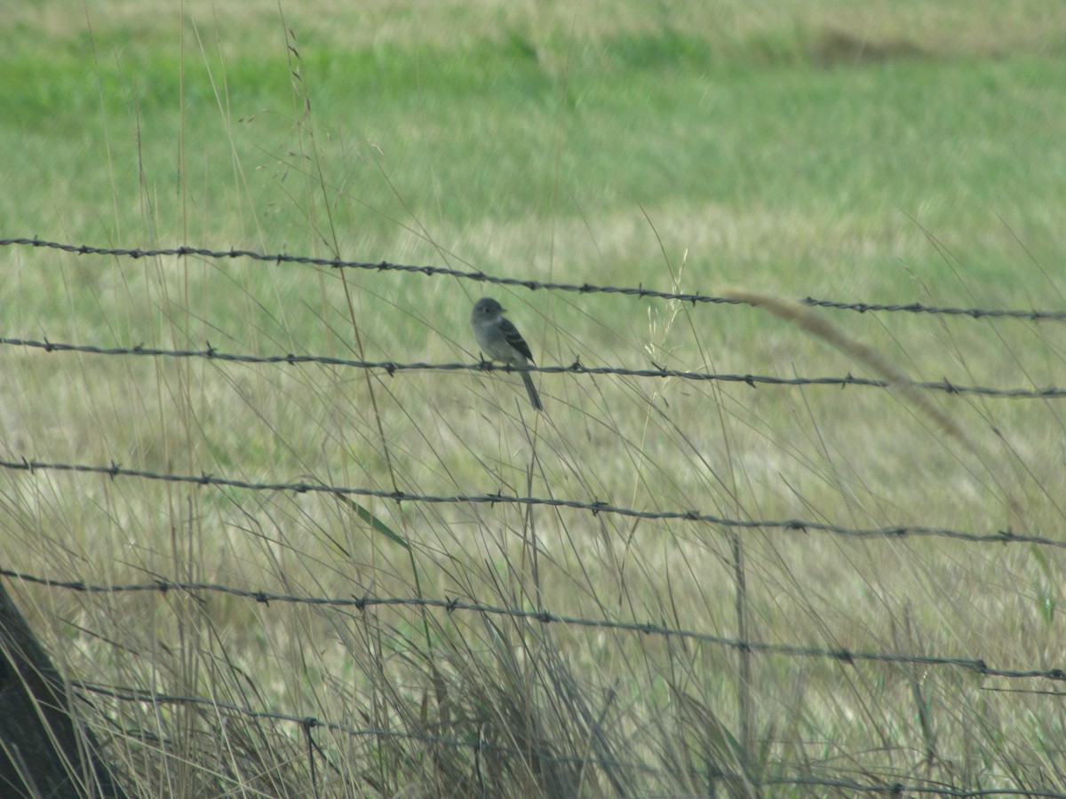 Gray Flycatcher - Carl Lundblad