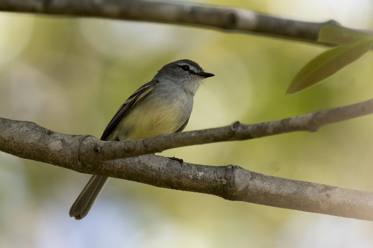 White-crested Tyrannulet (Sulphur-bellied) - ML178446091