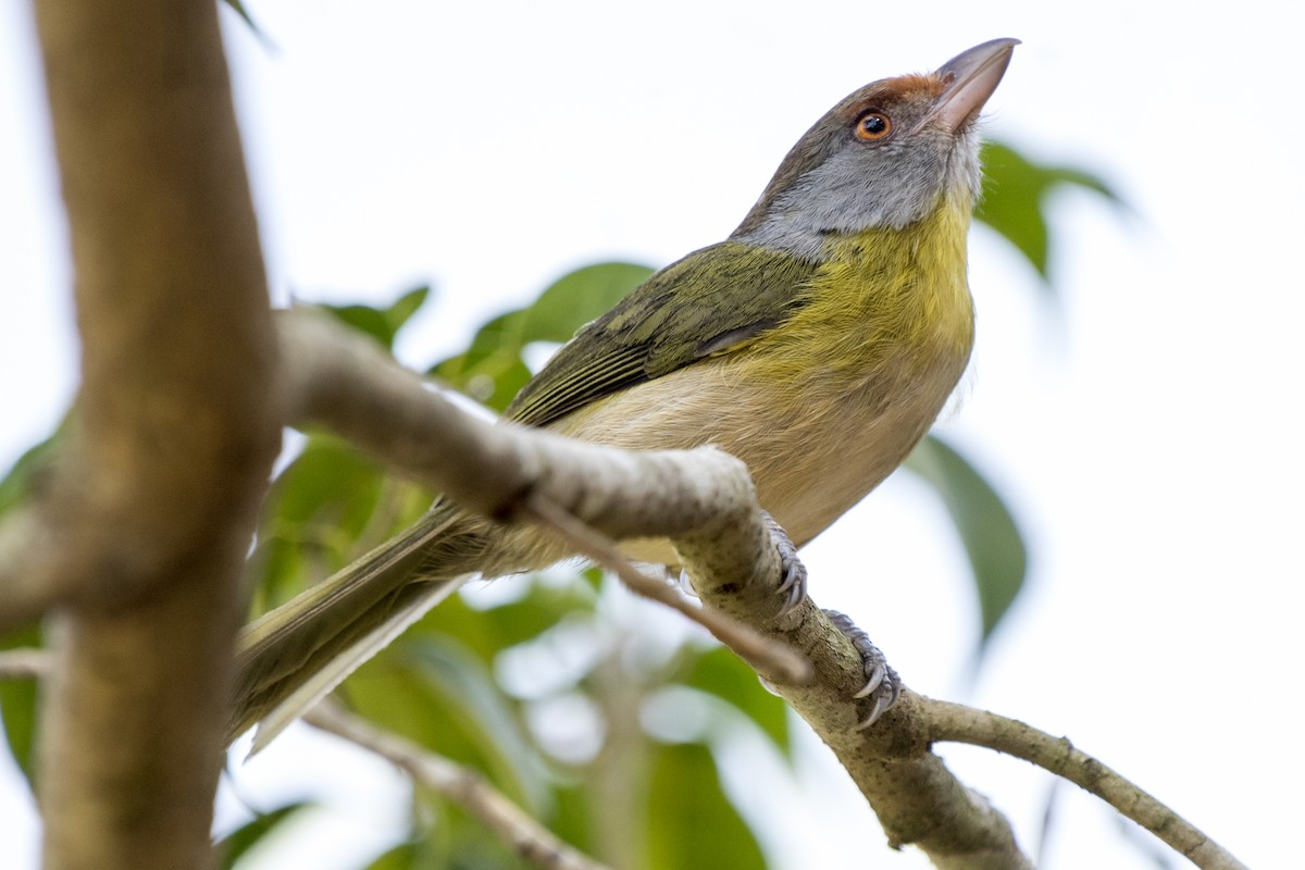 Rufous-browed Peppershrike - Luiz Carlos Ramassotti