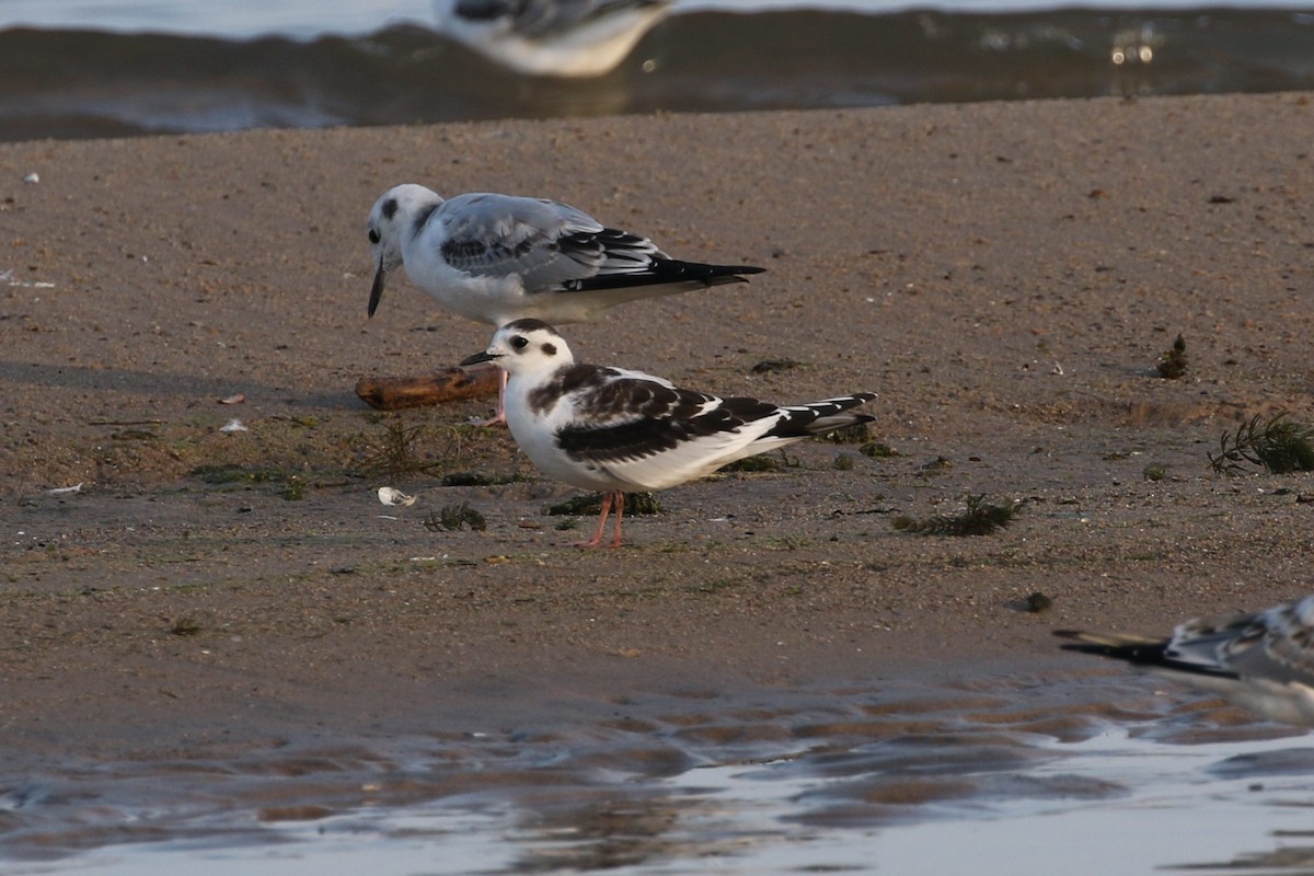 Little Gull - Matt Parsons