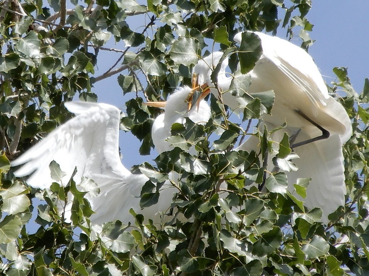 Great Egret - Janet Lamberson