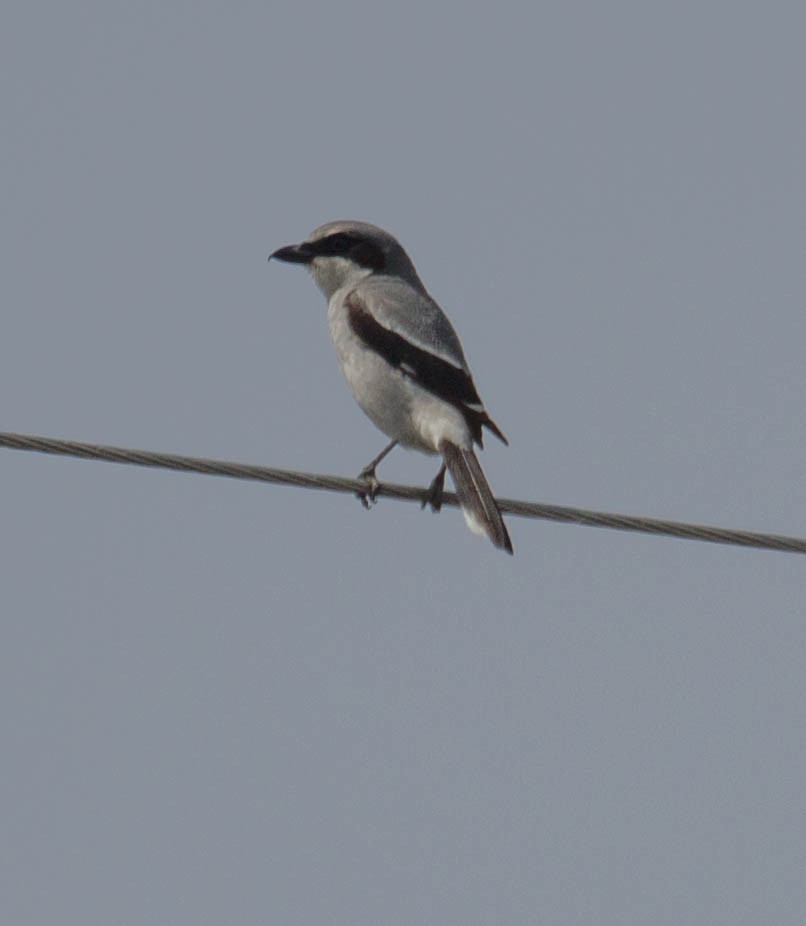 Loggerhead Shrike - ML178448261