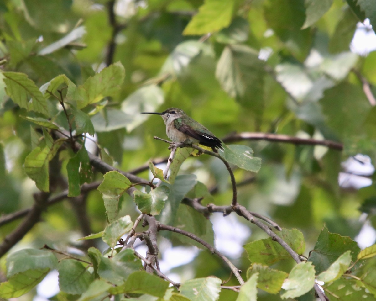 Ruby-throated Hummingbird - ML178448361