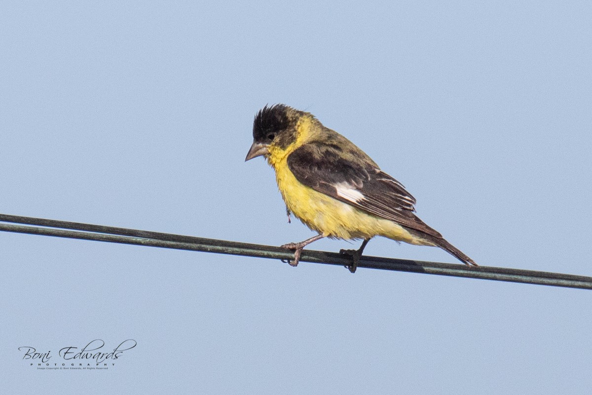 Lesser Goldfinch - ML178448421